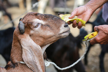 Goat/lamb ( kambing ) in animal markets to prepare sacrifices on Eid al-Adha.