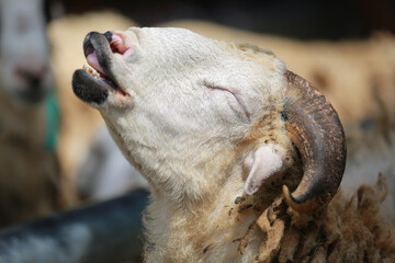 Sheep ( domba ) in animal markets to prepare sacrifices on Eid al-Adha.