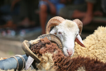 Sheep ( domba ) in animal markets to prepare sacrifices on Eid al-Adha.