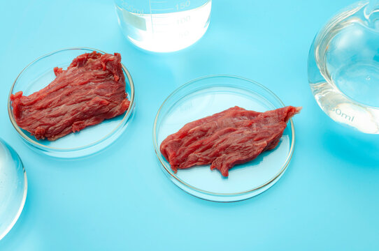 Food engineering, lab grown beef and the diet of the future concept with meat in glass petri dish isolated on blue background in science laboratory