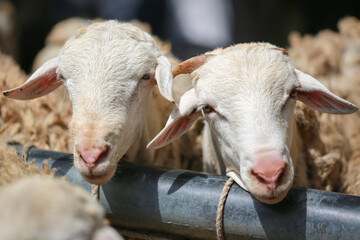 Obraz premium Sheep ( domba ) in animal markets to prepare sacrifices on Eid al-Adha.