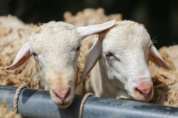 Obraz premium Sheep ( domba ) in animal markets to prepare sacrifices on Eid al-Adha.