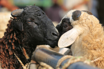 Naklejka premium Sheep ( domba ) in animal markets to prepare sacrifices on Eid al-Adha.