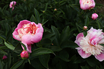 Beautiful flower blossom in garden