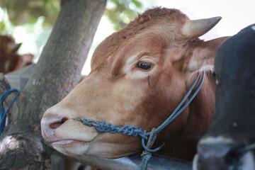 Cattle,cows ( sapi ) in animal markets to prepare sacrifices on Eid al-Adha.