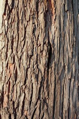 Close-up of an isolated tree trunk, detailed wood texture.