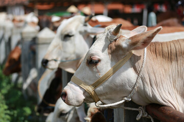 Fototapeta na wymiar Cattle,cows ( sapi ) in animal markets to prepare sacrifices on Eid al-Adha.
