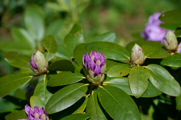 Rhododendron bud with more purple color on the leaves