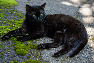 The black cat lies on the green bright moss.