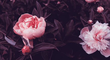 Beautiful red flower blossom in dark garden for natural banner concept
