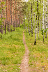 Obraz premium Birch Forest