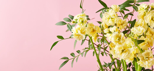 Bouquet of yellow matthiola with branches of green leaves on pink background