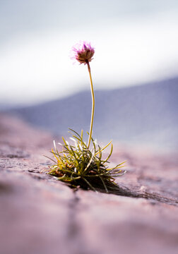 Flower Growing Out Of A Rock