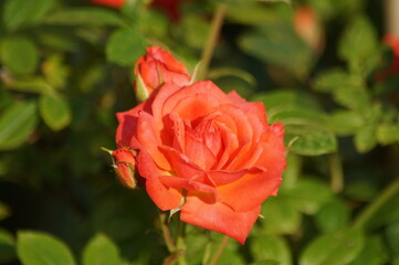 Blumen