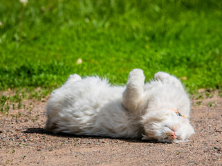 White Kitty Rolling in the dirt