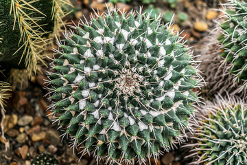 cactus close up
