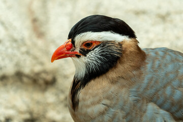 An Arabian Partridge (Alectoris melanocephala) very close up in the United Arab Emirates (UAE)..