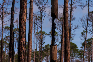 Fire Damaged Tree at Weeks Bay National Estuarine Research Reserve