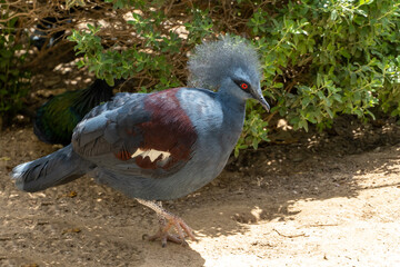A close up of a Victoria crowned pigeon (Goura victoria) a large, bluish-grey pigeon with elegant blue lace-like crests, maroon breast and red irises.