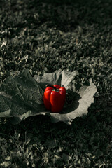 red pepper in burdock