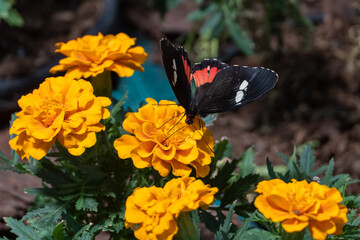 Doris longwing butterfly (Heliconius doris viridis) close up on orange flowers.