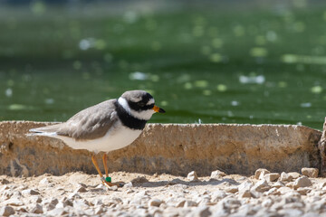 A common ringed plover or ringed plover (Charadrius hiaticula) close up a wading bird in the summer at Wasit Wetlands in the United Arab Emirates.