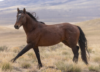 Beautiful Wild Horse in the Utah Desert