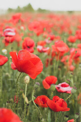 The poppy flower is on the background of a blooming poppy field.	

