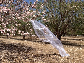 A field of blossoming almond trees, cluster of almond blossoms in full bloom. Almond tree pink flowers