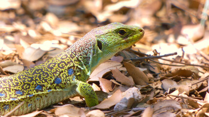 Lagarto ocelado 