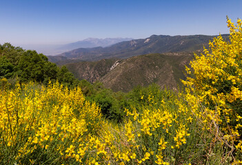 Yellow wild flowers with the San Bernardino mountains in the background