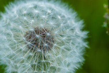 Close-up white fluffy air dandelion with a lot of details