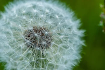Foto op Plexiglas Close-up white fluffy air dandelion with a lot of details © Tatiana