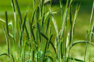Unripe green beautiful ears of rye on green background in meadow in summer