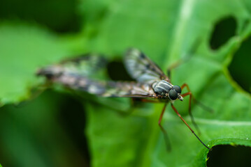 Close-up mosquito with big funny green eyes sitting on a green leaf