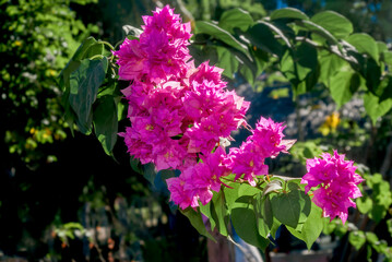 Paper Flower (Bougainvillea glabra) in garden, Nicaragua