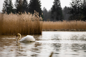 swans on the river