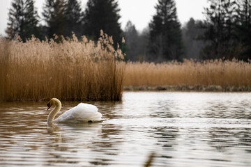 swans on the river