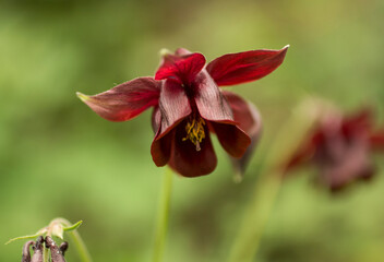 Aquilegia atrovinosa in the Zailiyskiy Alatau mountains