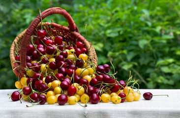 Red and yellow juicy sweet cherries in a basket on a table with a white tablecloth on blur nature...