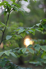 sun in the forest