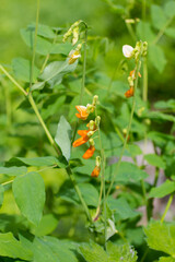 Lathyrus gmelinii  in the Zailiyskiy Alatau mountains