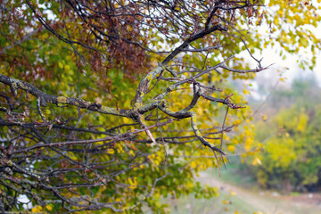 Overgrown with lichen branch of an old tree in the autumn forest, the old forest