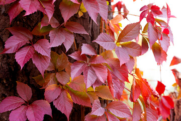 Autumn background with bright red leaves on a tree trunk