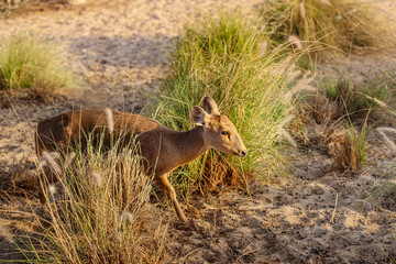Baby roe deer graze in the savanna in a nature park