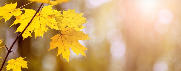 Maple branch with yellow autumn leaves in the forest in sunny weather