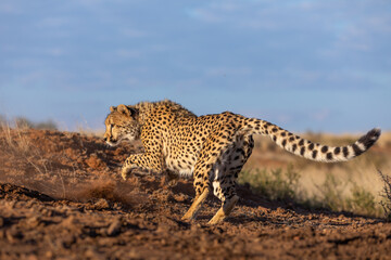 Fototapeta na wymiar Playful young cheetah stalking and prancing on red sand, with low angle, blue sky background, shot in near Phillopolis, FreeState, South Africa.