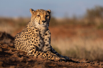 horizontal cheetah portrait, in warm light, low angle, staring at the camera.