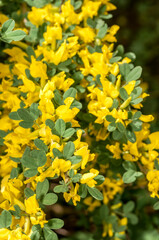 Russian Broom (Chamaecytisus ruthenicus) in garden, Central Russia