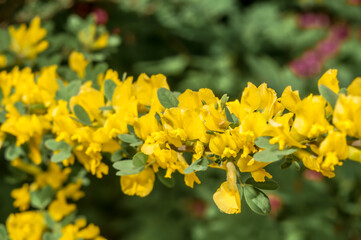 Russian Broom (Chamaecytisus ruthenicus) in garden, Central Russia